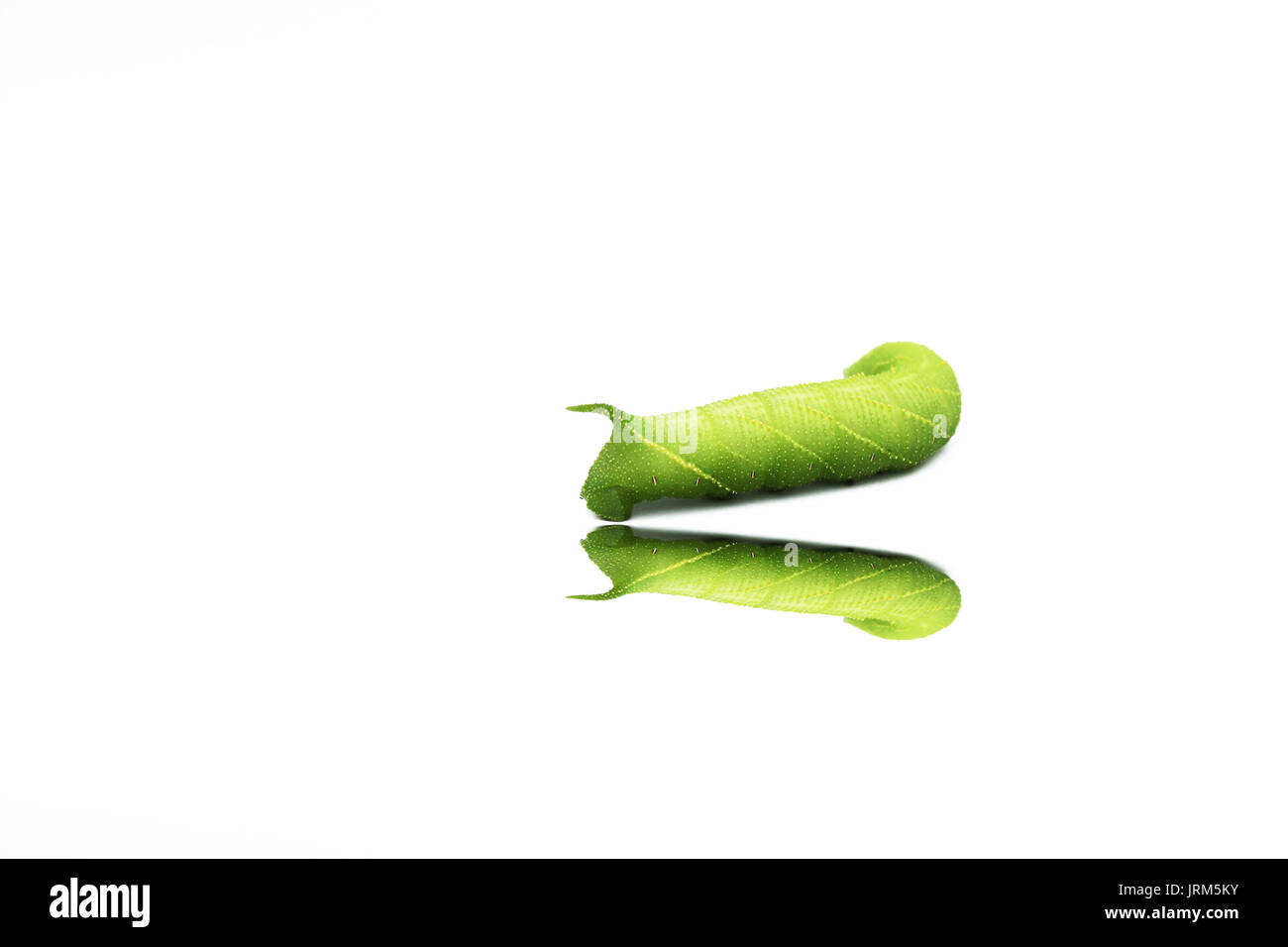 A close up of the green caterpillar Stock Photo - Alamy