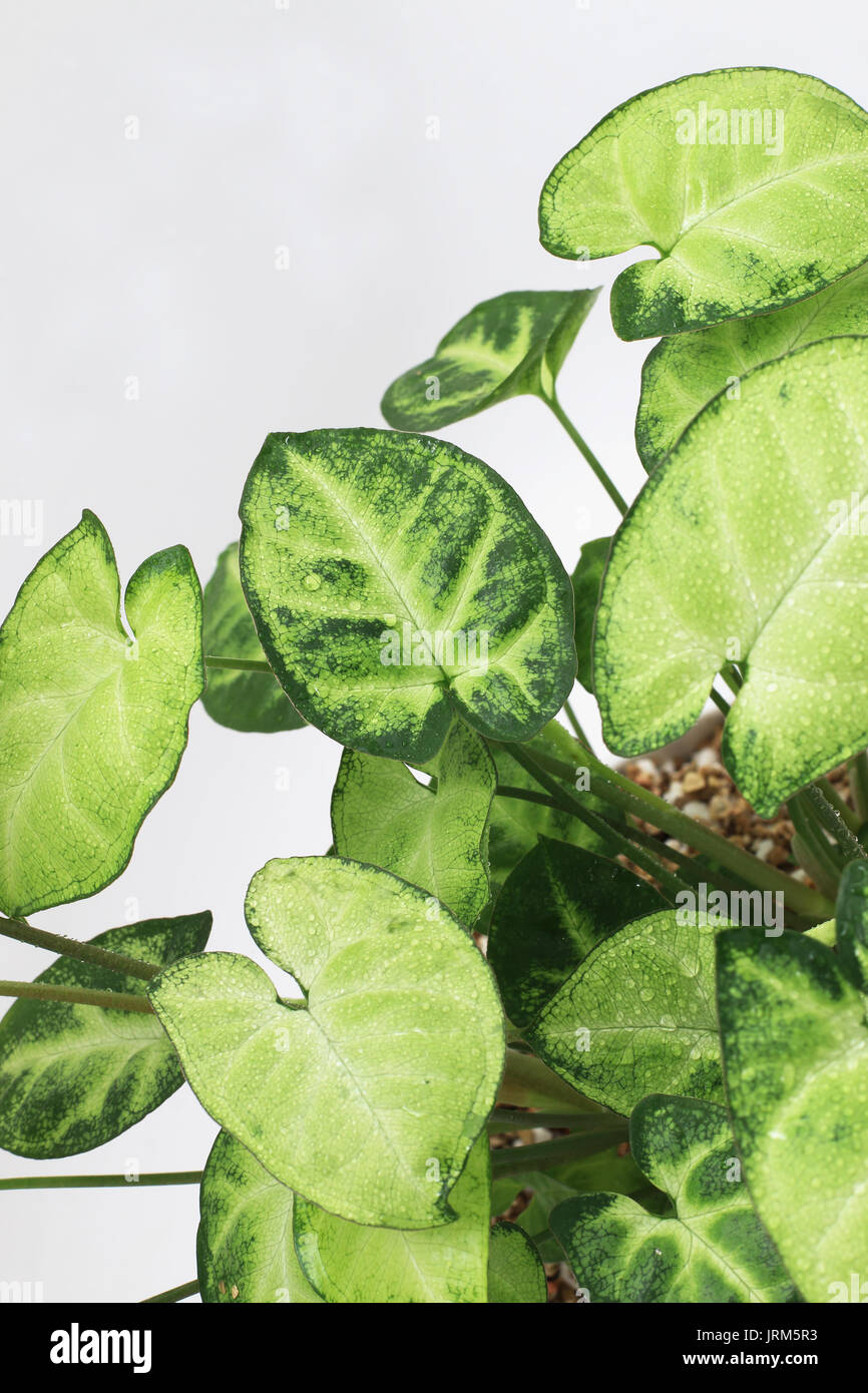 Syngonium podophyllum or known as Goosefoot Plant, Arrowhead Vine/Plant, Nephthytis, Five-fingers, African/American Evergreen Stock Photo