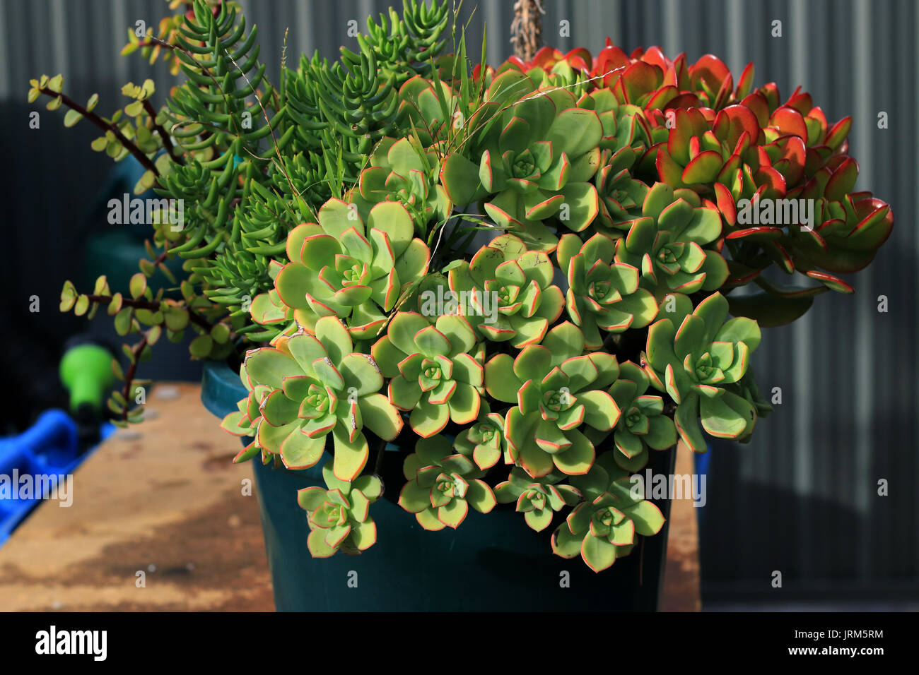 Mixed succulents such as  Aeonium haworthii and Jade plant which also known as Money plant growing in a pot Stock Photo