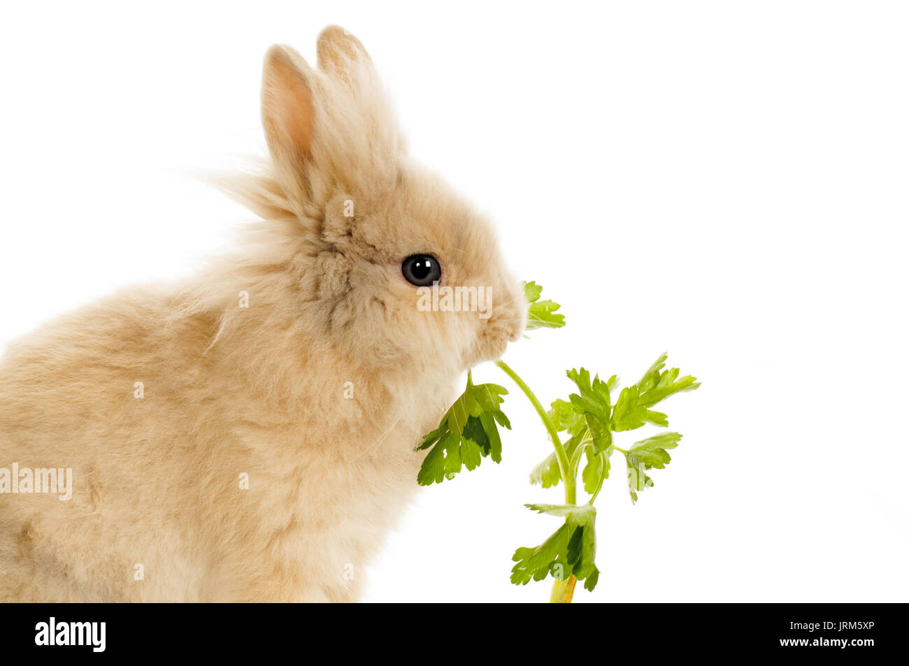 Петрушка кроликам можно. Кролик ест петрушку. Кролик кушает. Что едят зайцы. Что едят кролики.