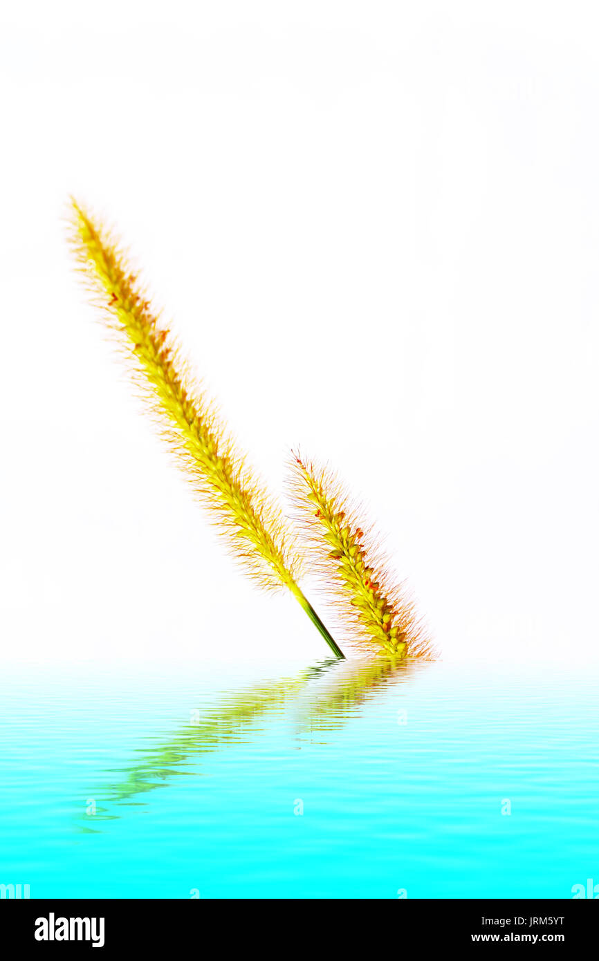 grass isolated on white background Stock Photo - Alamy