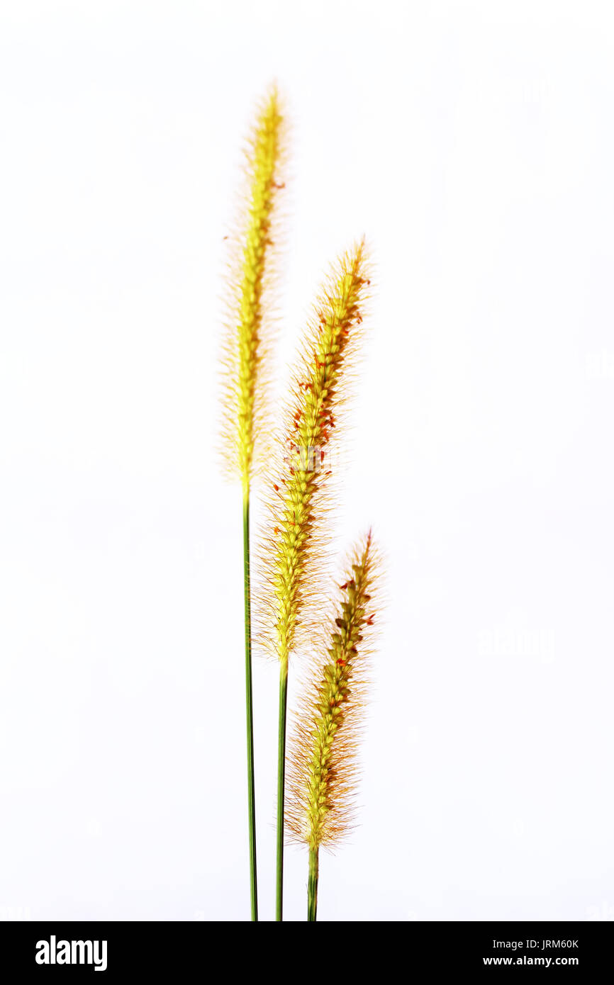 grass isolated on white background Stock Photo - Alamy