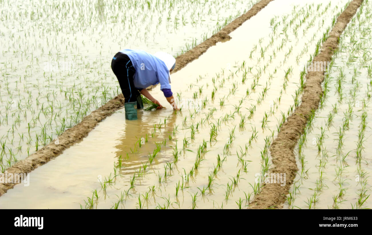 Rice straw china farmer hi-res stock photography and images - Alamy