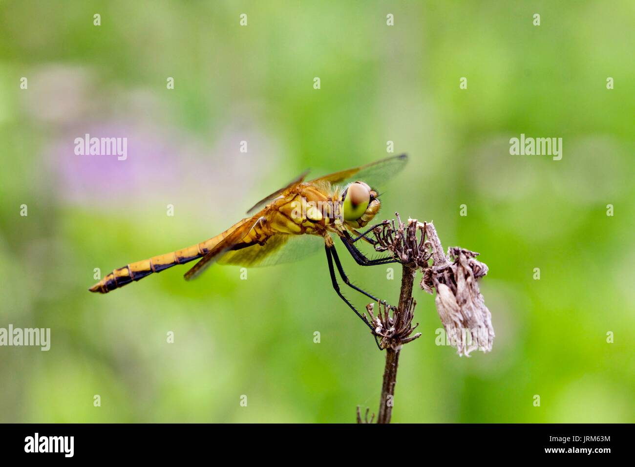 Green Eyed Golden Dragonfly Stock Photo - Alamy