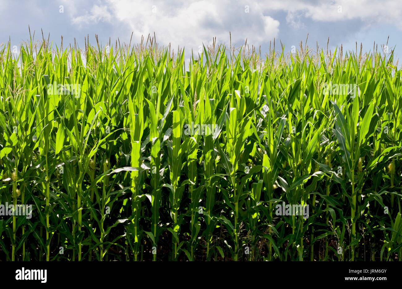 Growing Corn Background Stock Photo