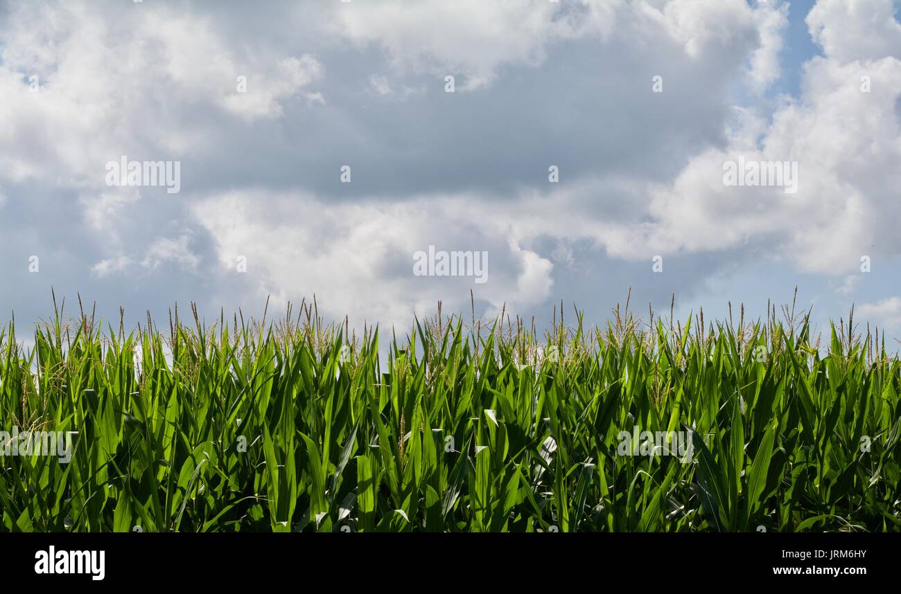 Growing Corn Background Two Thirds Sky Stock Photo