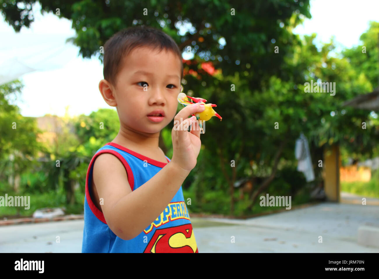 HAI DUONG, VIETNAM, September, 6 Boy play Tohe, the traditional toys