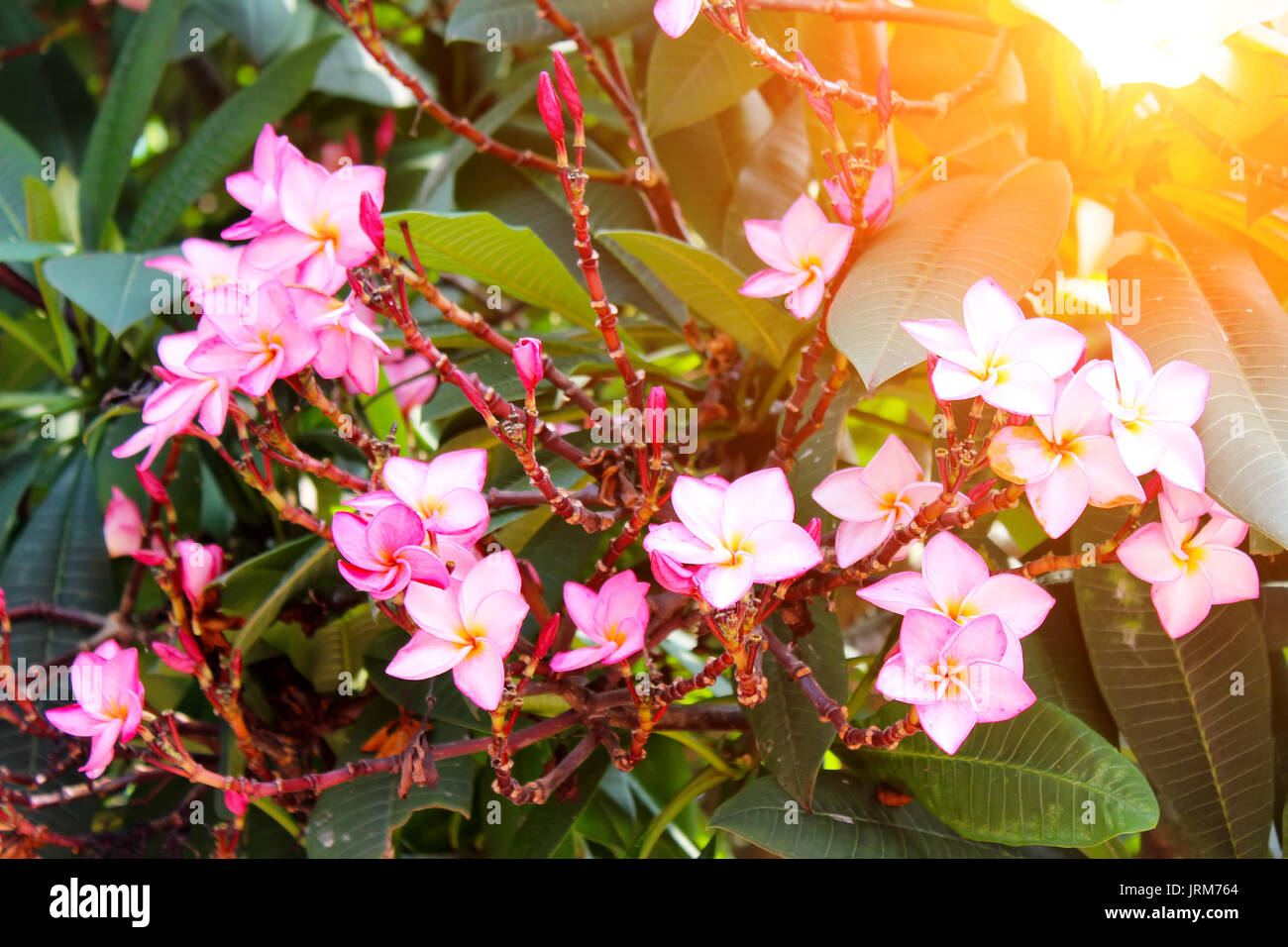 beautiful pink flowers in the garde Stock Photo - Alamy