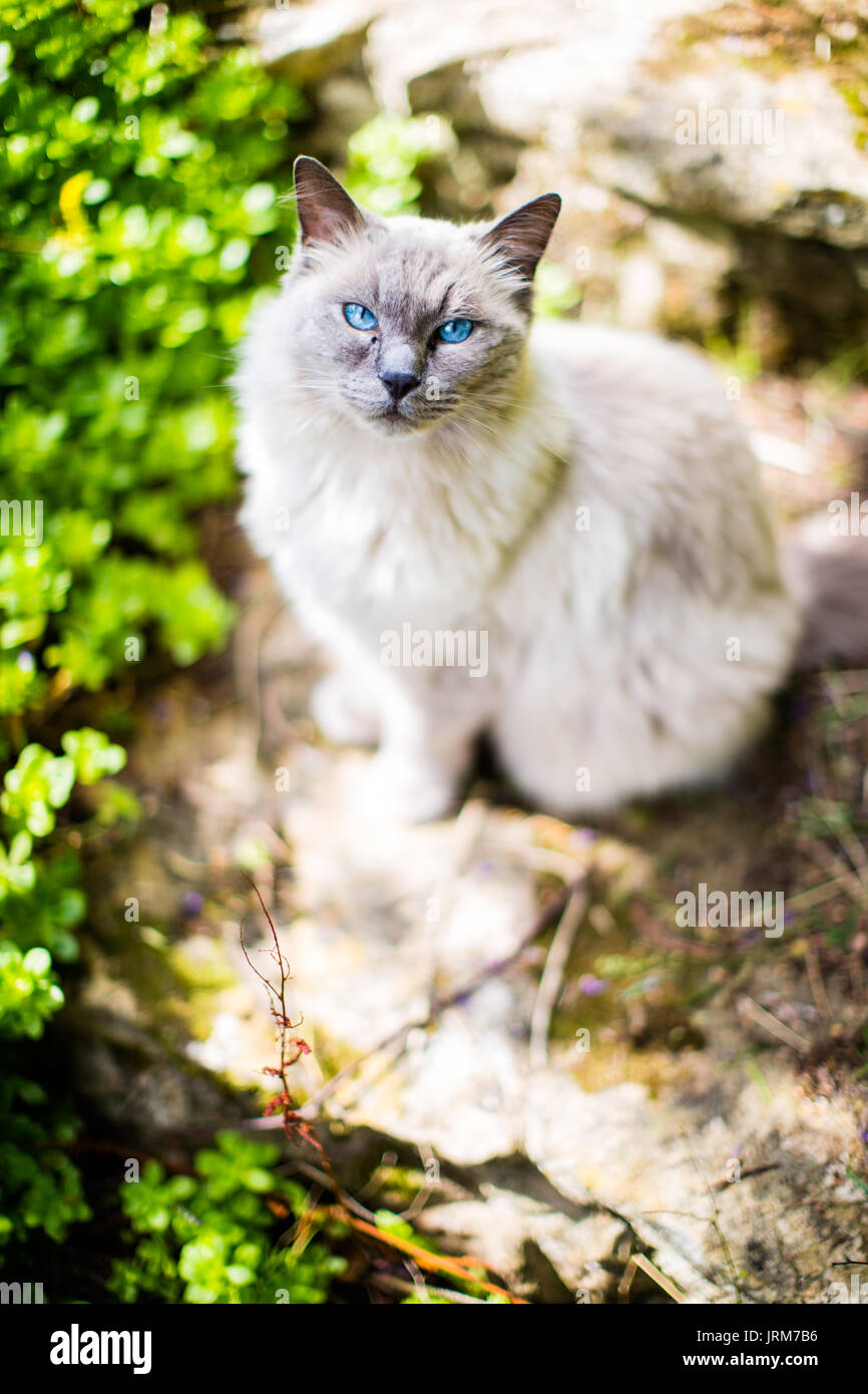 ragdoll cat Stock Photo