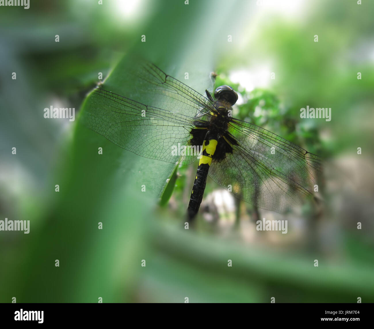 the colorful dragonfly perched on the dragon in the garden Stock Photo