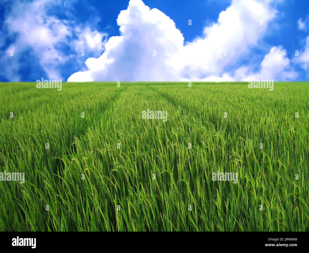 rice fields in the blue sky with white clouds Stock Photo - Alamy