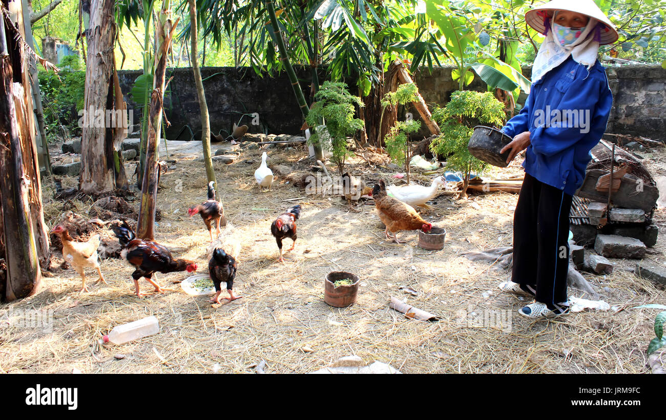 HAI DUONG, VIETNAM, November, 6: Vietnamese woman farmer feed the chickens in the garden on November 6, 2013 in Hai Duong, Red River Delta, Vietnam. Stock Photo