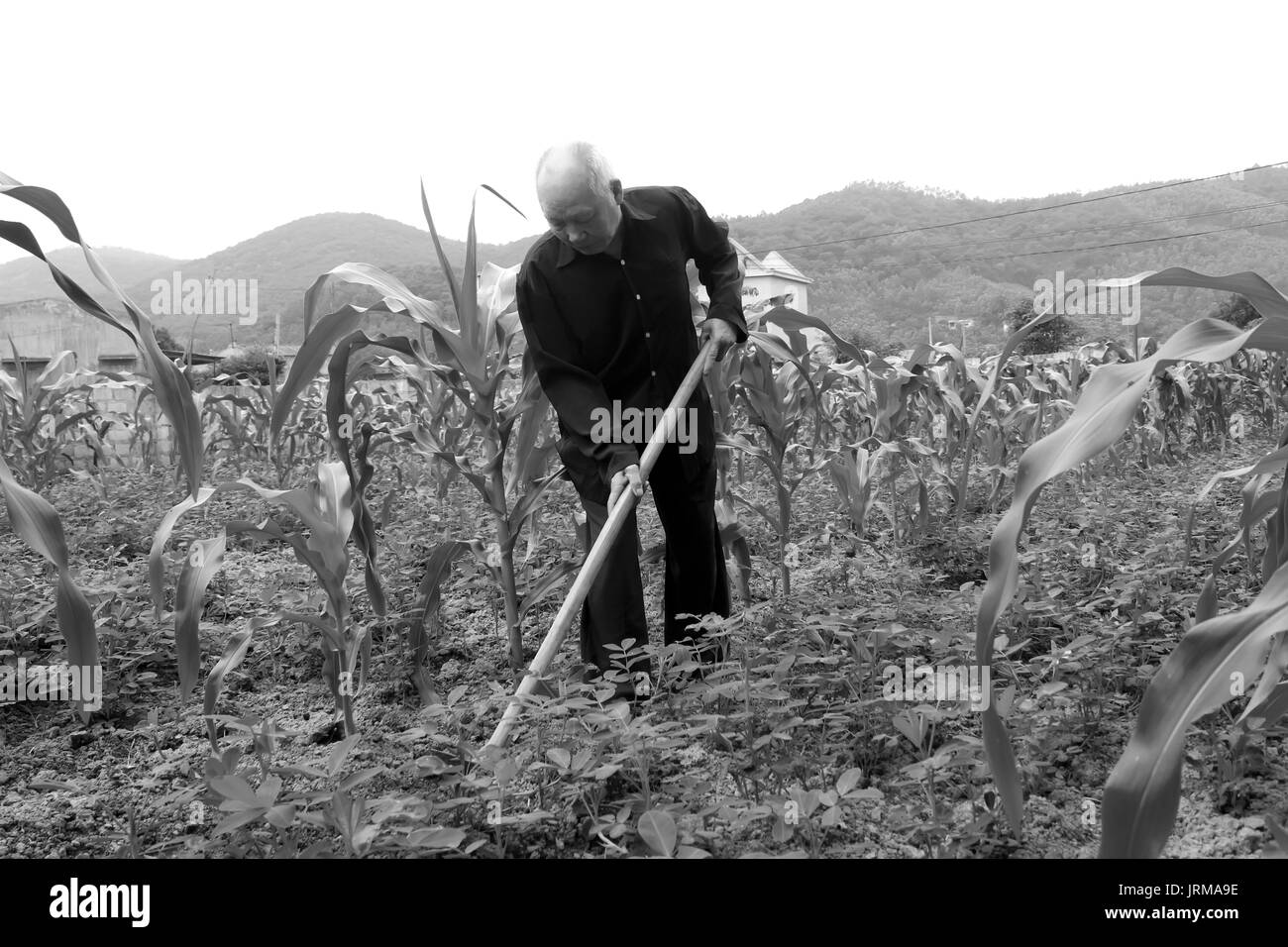 HAI DUONG, VIETNAM, April 20: Old man with a hoe weeding in the corn field on April 20, 2014 in Hai Duong, Vietnam. Stock Photo