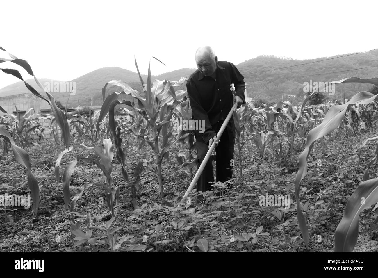 HAI DUONG, VIETNAM, April 20: Old man with a hoe weeding in the corn field on April 20, 2014 in Hai Duong, Vietnam. Stock Photo