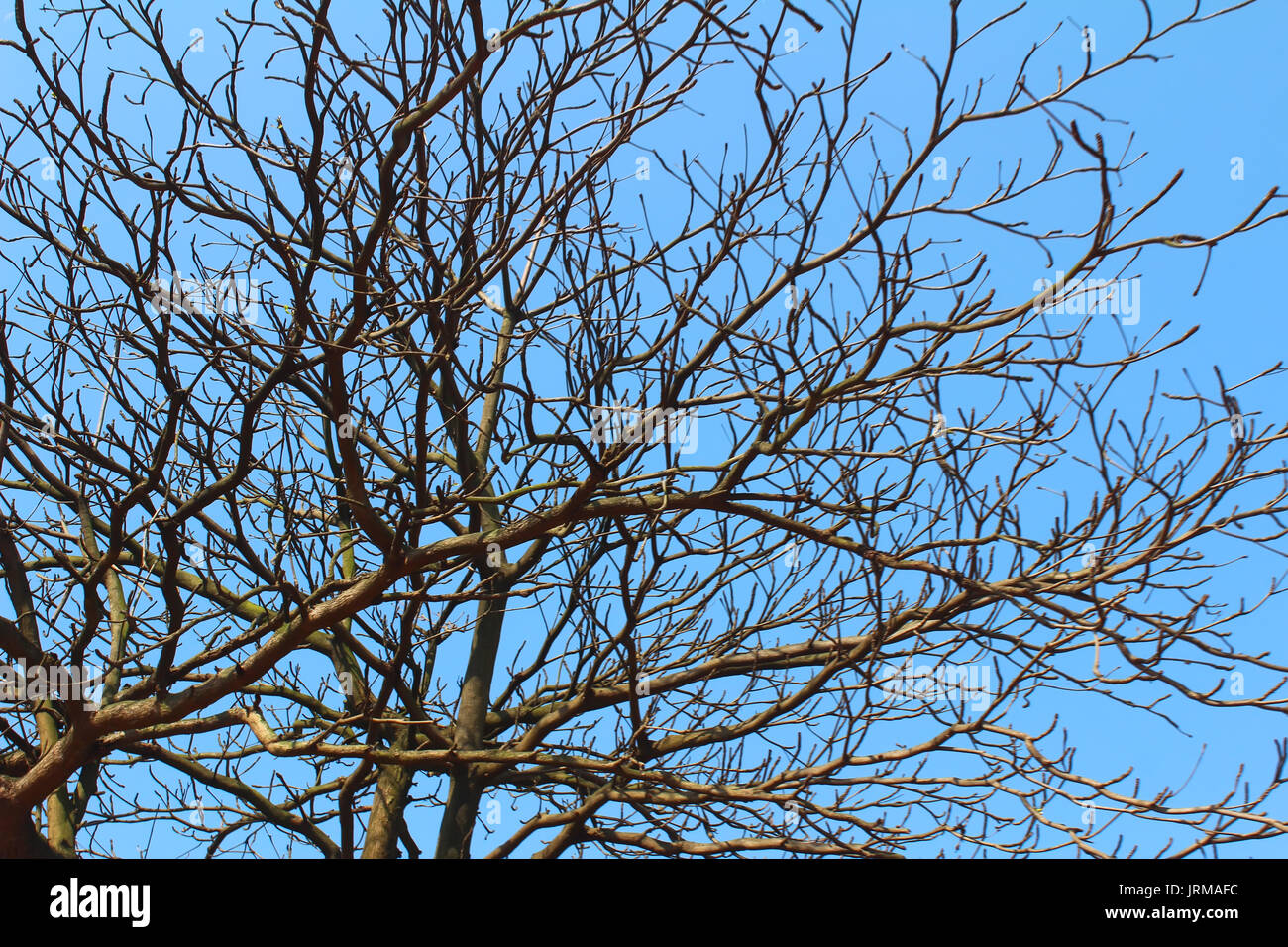 dried branches and sky Stock Photo