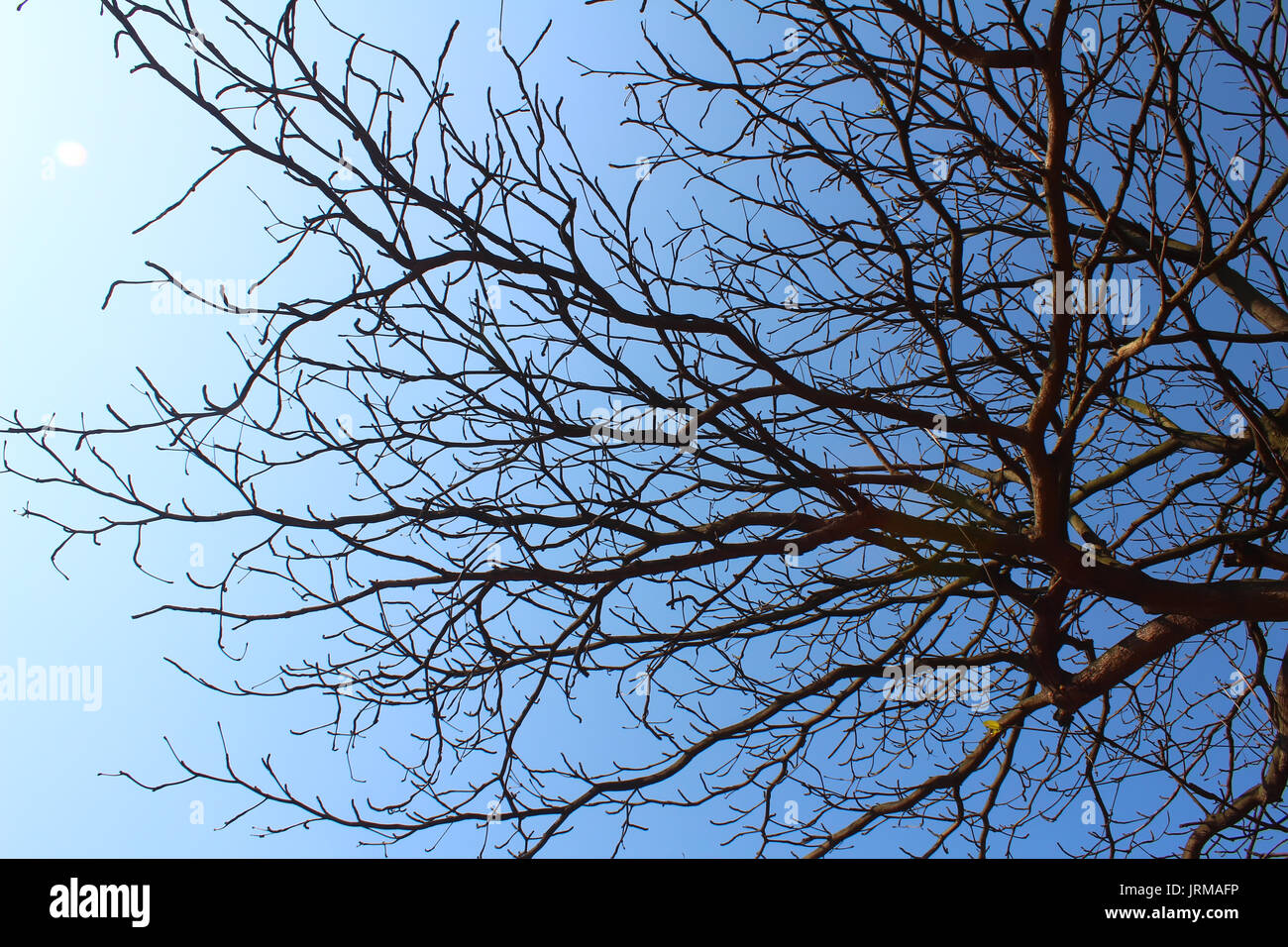dried branches and sky Stock Photo