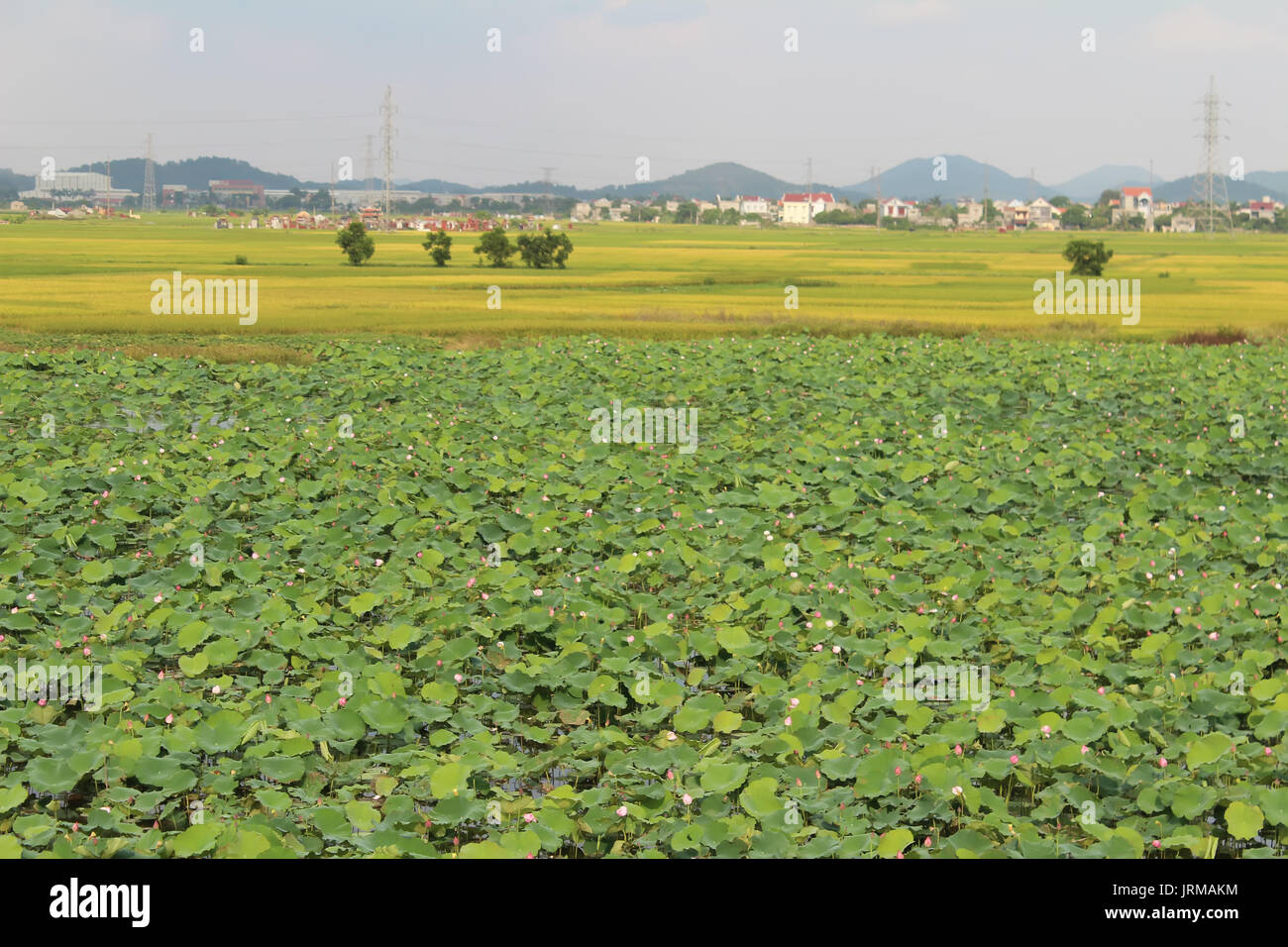 golden rice field and sky Stock Photo - Alamy
