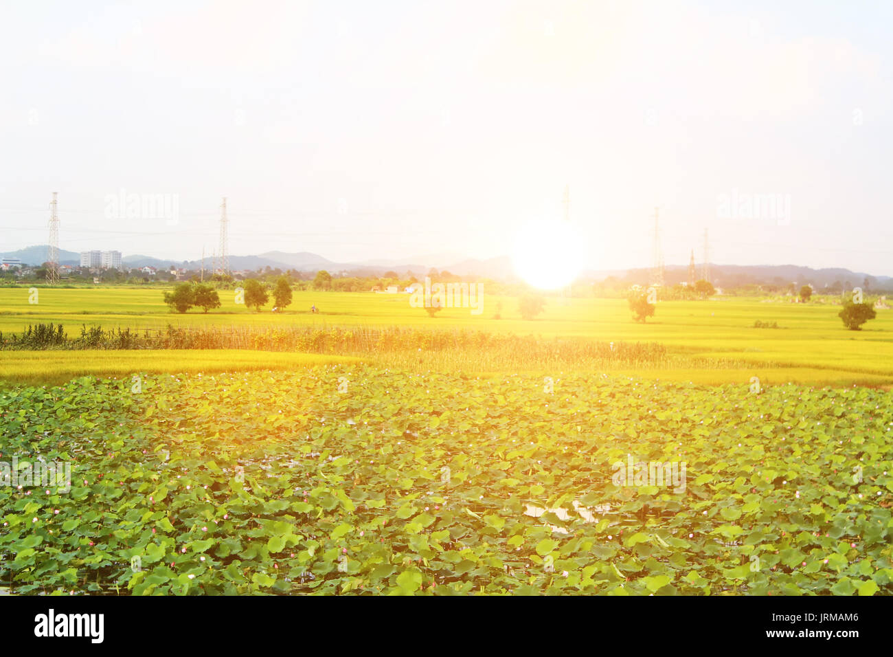 golden rice field and sky Stock Photo - Alamy
