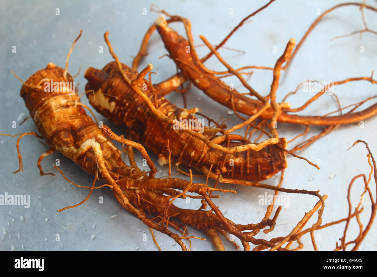 Ginseng panax ginseng whole plant hi-res stock photography and images ...