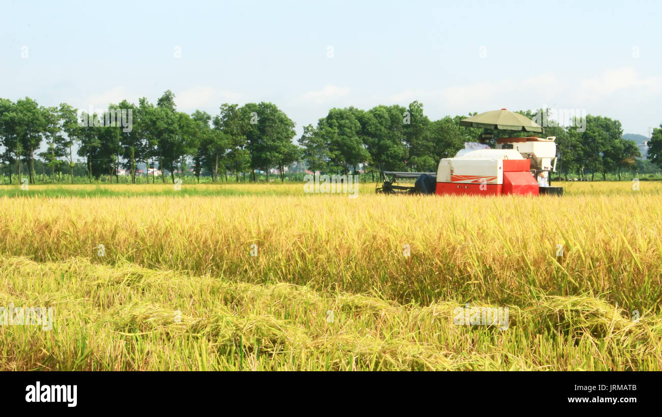 Harvesting machine in rice paddy hi-res stock photography and images ...