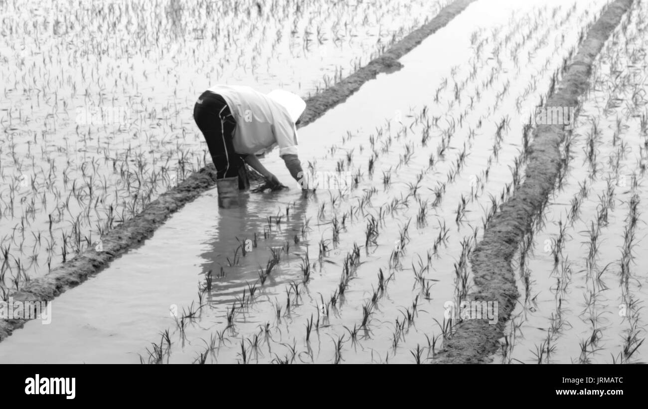 farmer planting rice in the field Stock Photo