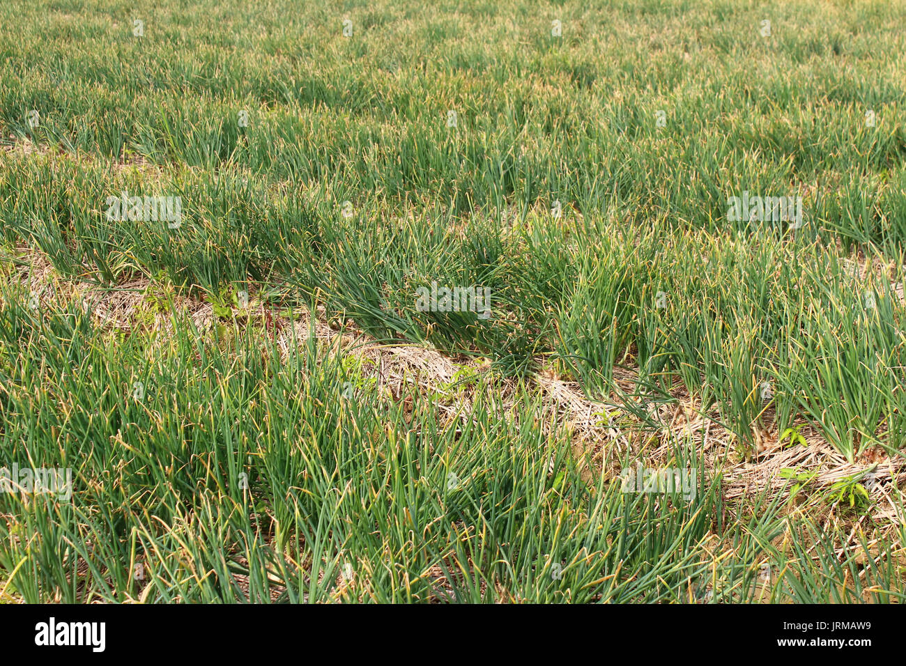Onion Farming Asia High Resolution Stock Photography and Images - Alamy