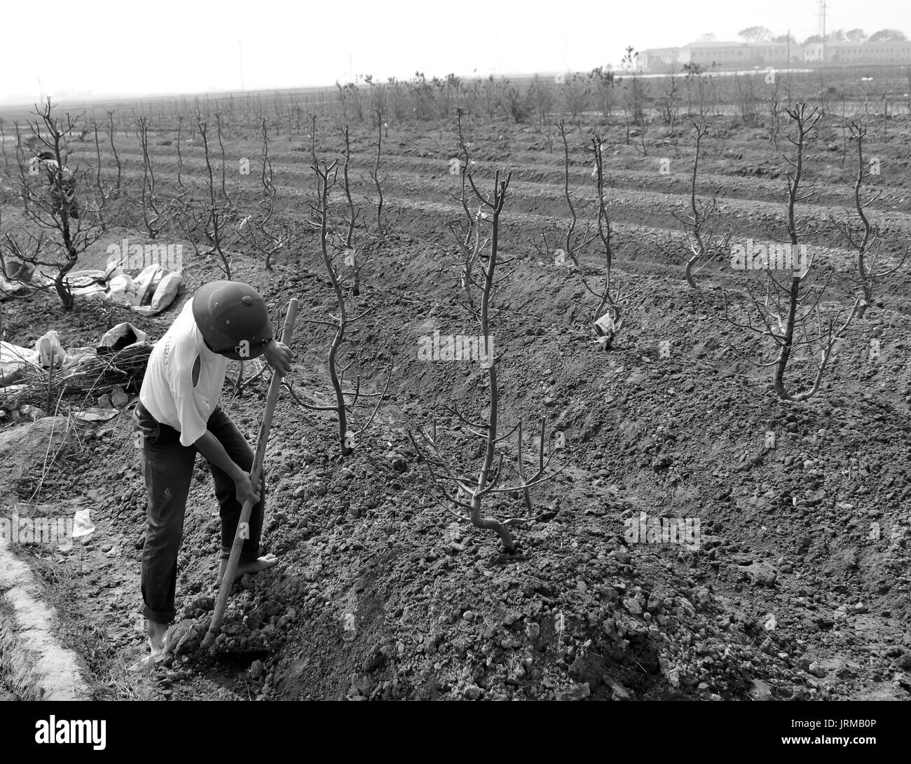 HAI DUONG, VIETNAM, JULY, 20: a vietnamese farmer man earthing soil to the root of peach trees in the field on july, 20 2013 in Hai Duong, Vietnam. Wh Stock Photo
