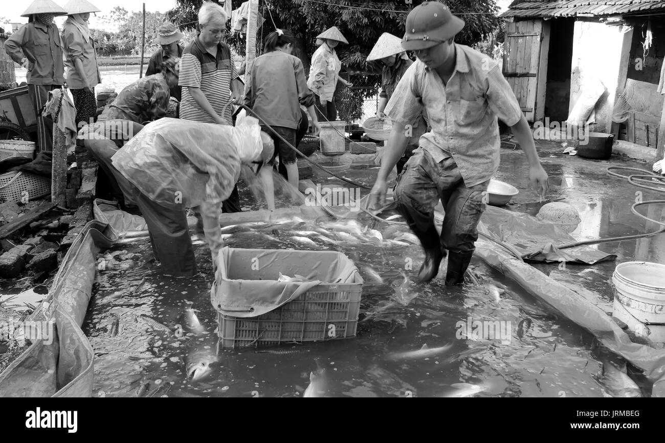 HAI DUONG, VIETNAM, November, 20: Asian fishermen harvest fish on ...