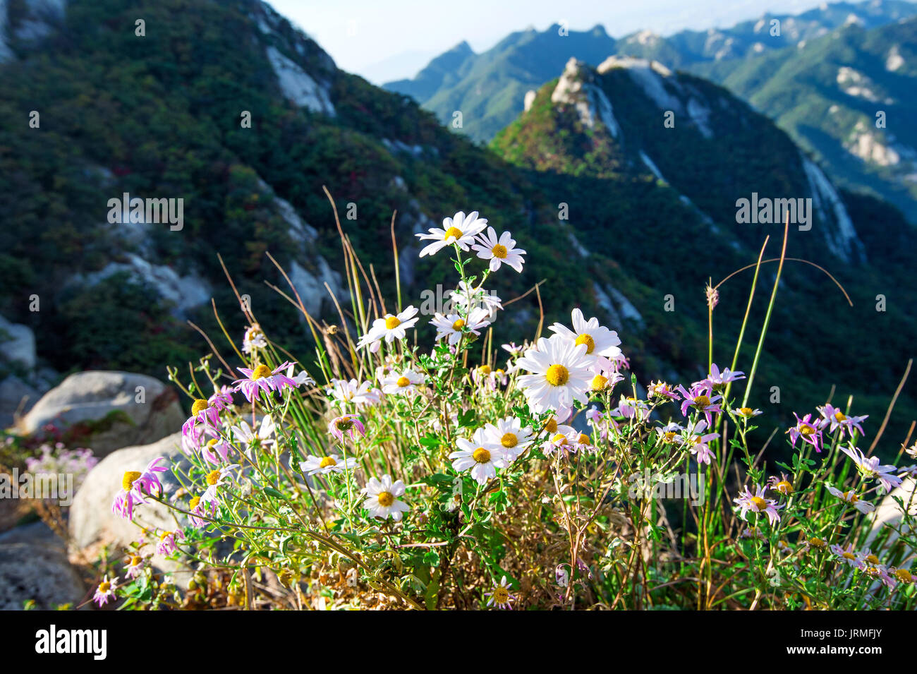 Flowers on Bukhansan mountains, South Korea. Stock Photo