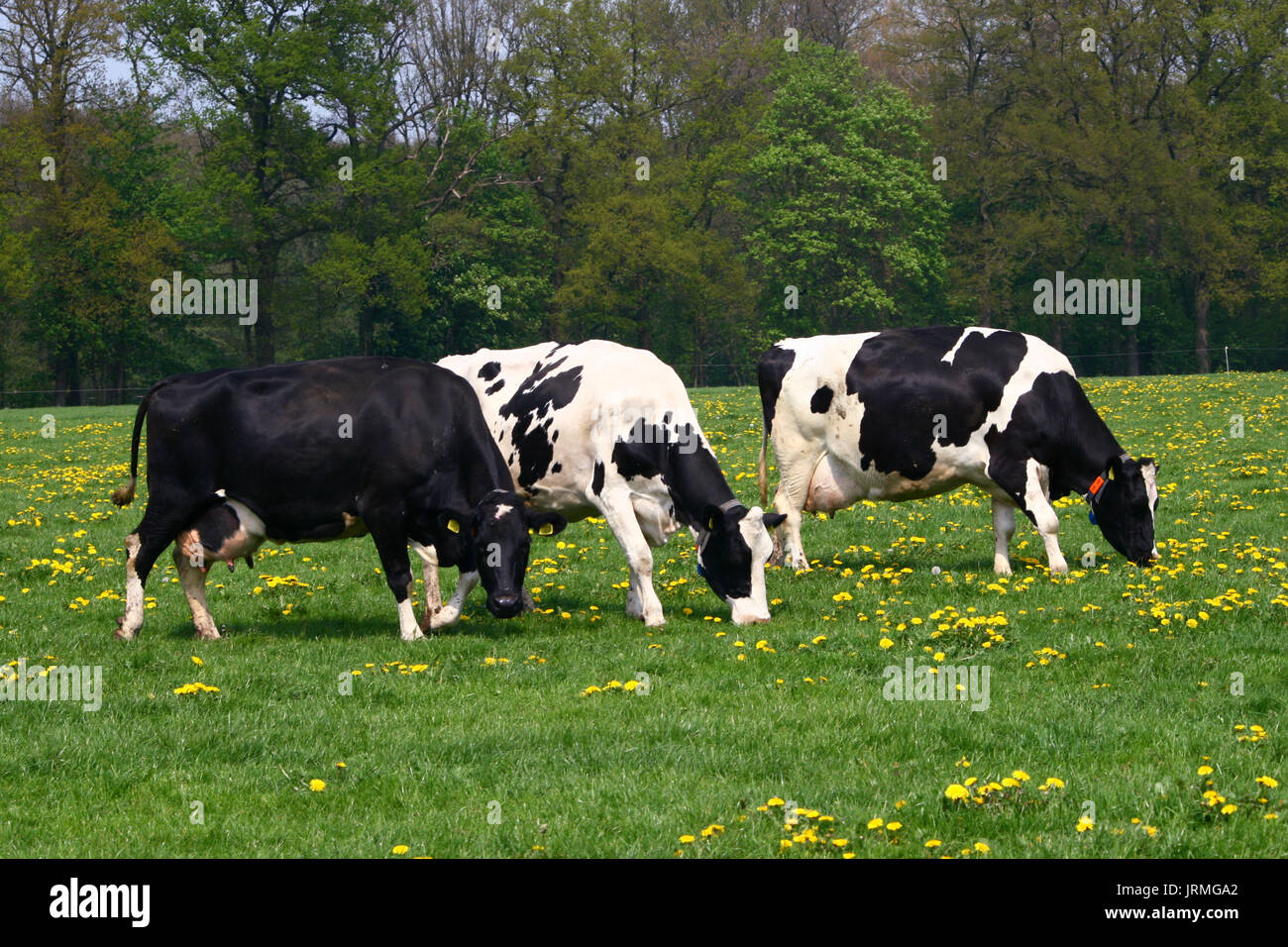 Black and white Holstein Friesian cow grazing in grassland. Stock Photo