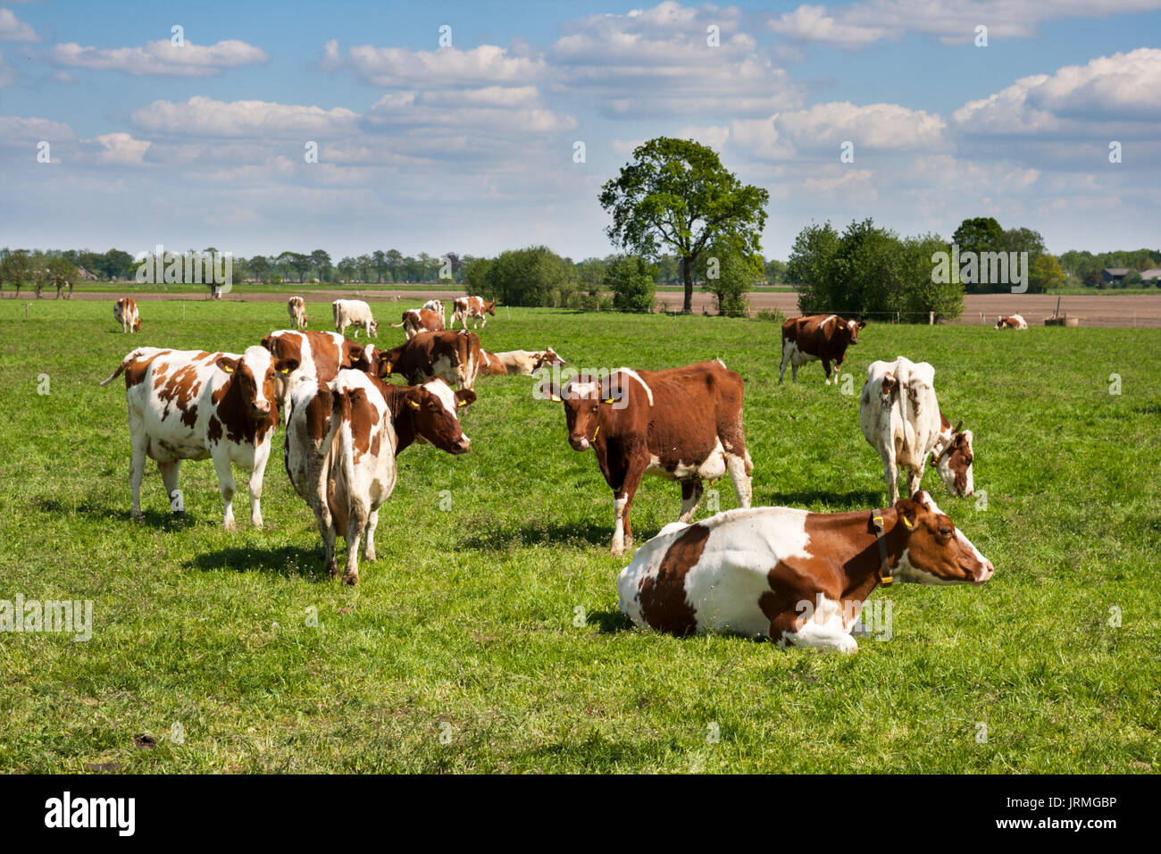 Red and white Holstein Friesian cow grazing in grassland. Stock Photo