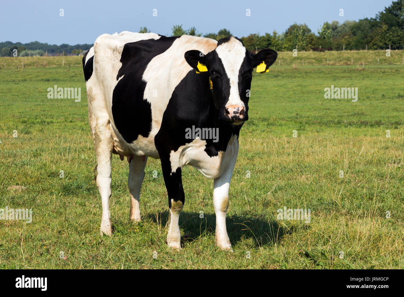 Black and white Holstein Friesian cow grazing in grassland. Stock Photo