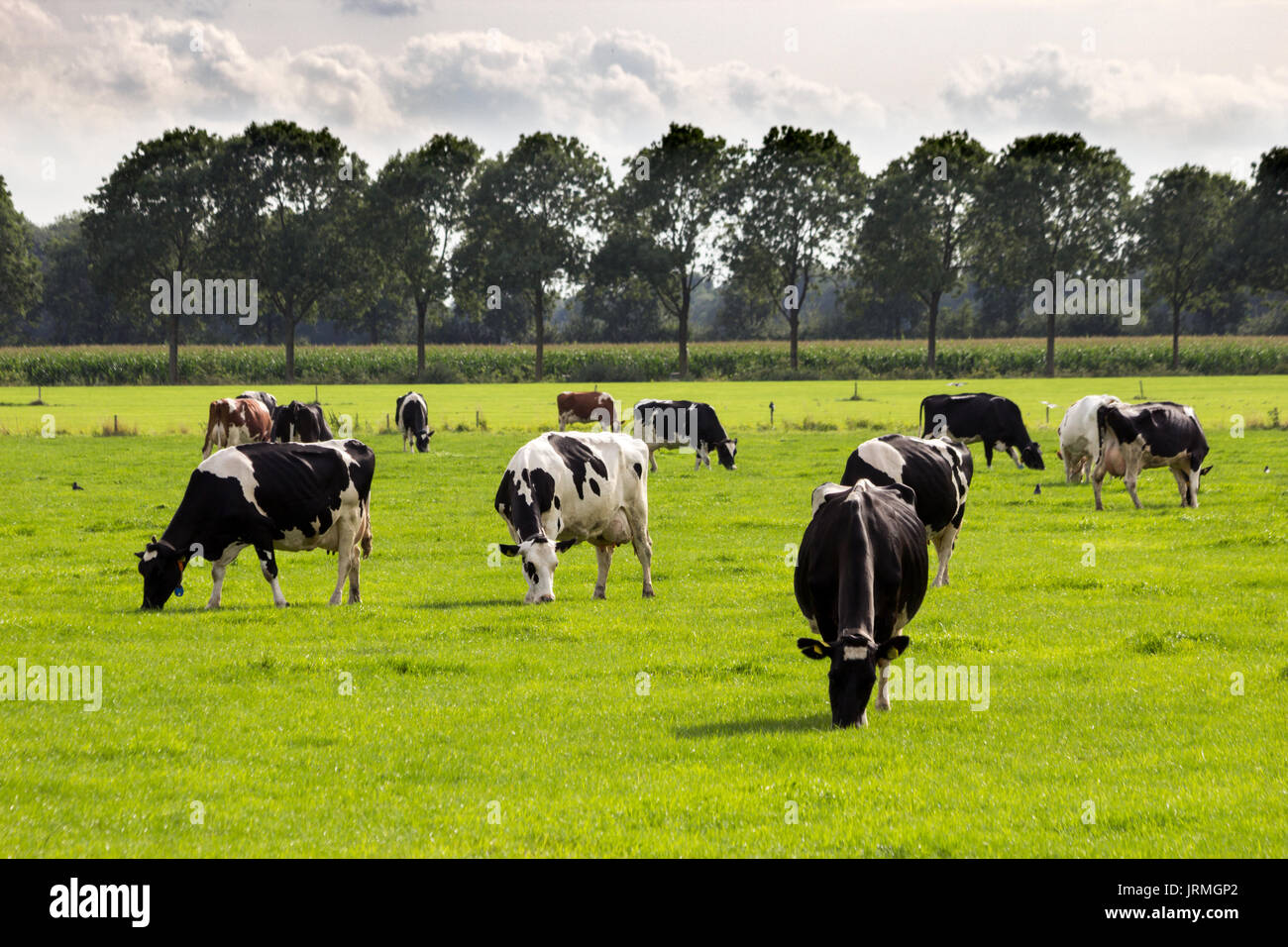 Black and white Holstein Friesian cows grazing in grassland. Stock Photo