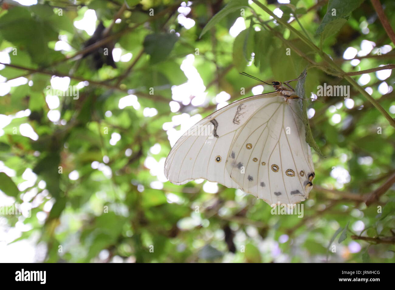 White Morpho Butterfly on shrub Stock Photo