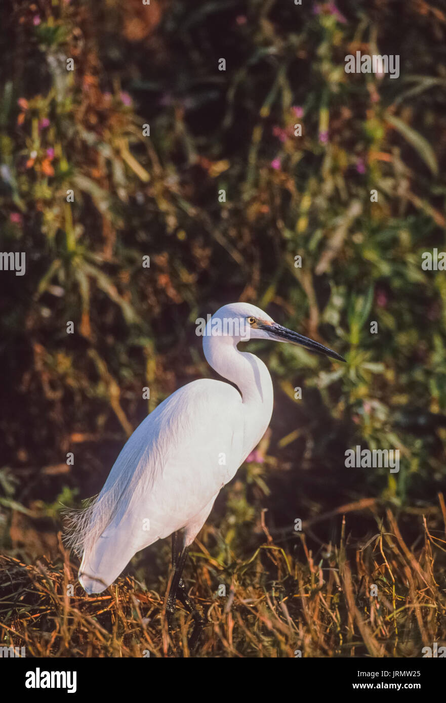 Intermediate Egret,(Ardea intermedia), Keoladeo Ghana National Park, Bharatpur, Rajasthan, India Stock Photo
