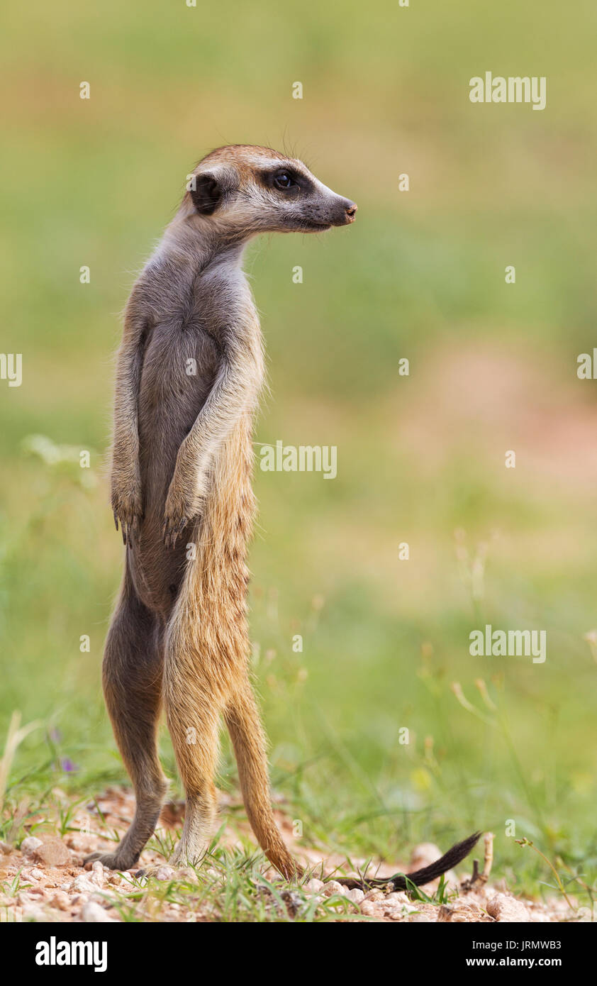 Suricate or meerkat (Suricata suricatta), guard on the lookout, rainy ...