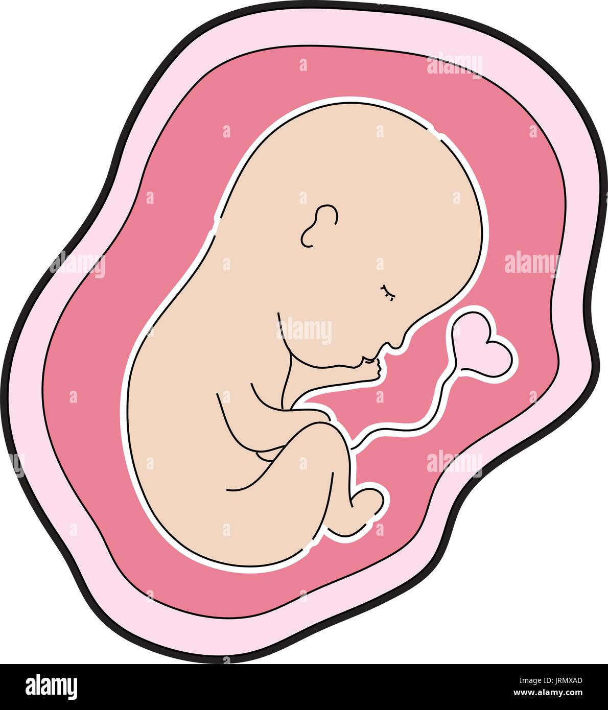 baby with umbilical cord inside uterus Stock Vector Image & Art Alamy