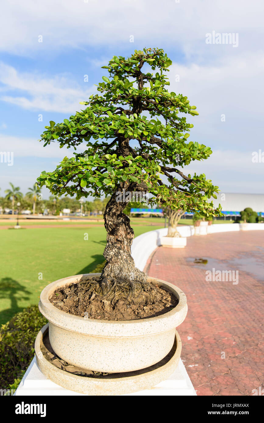 Ficus Microcarpa in the park Stock Photo