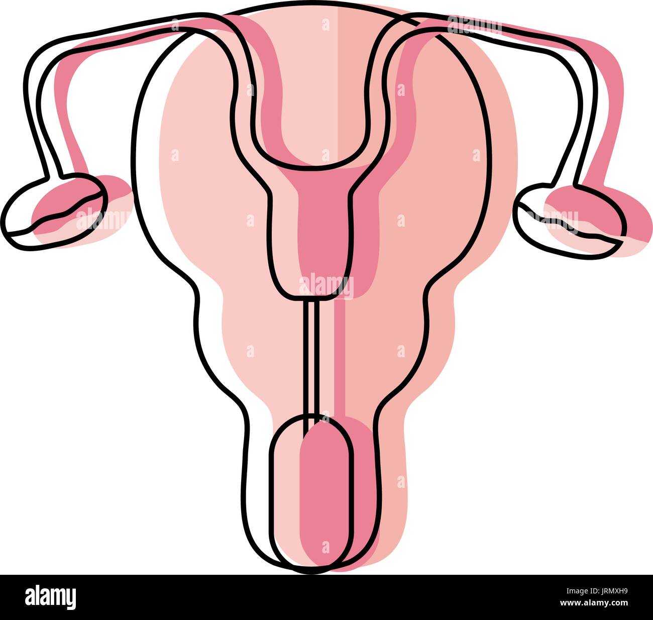 fallopian tubes and uterus women organs Stock Vector Image & Art - Alamy