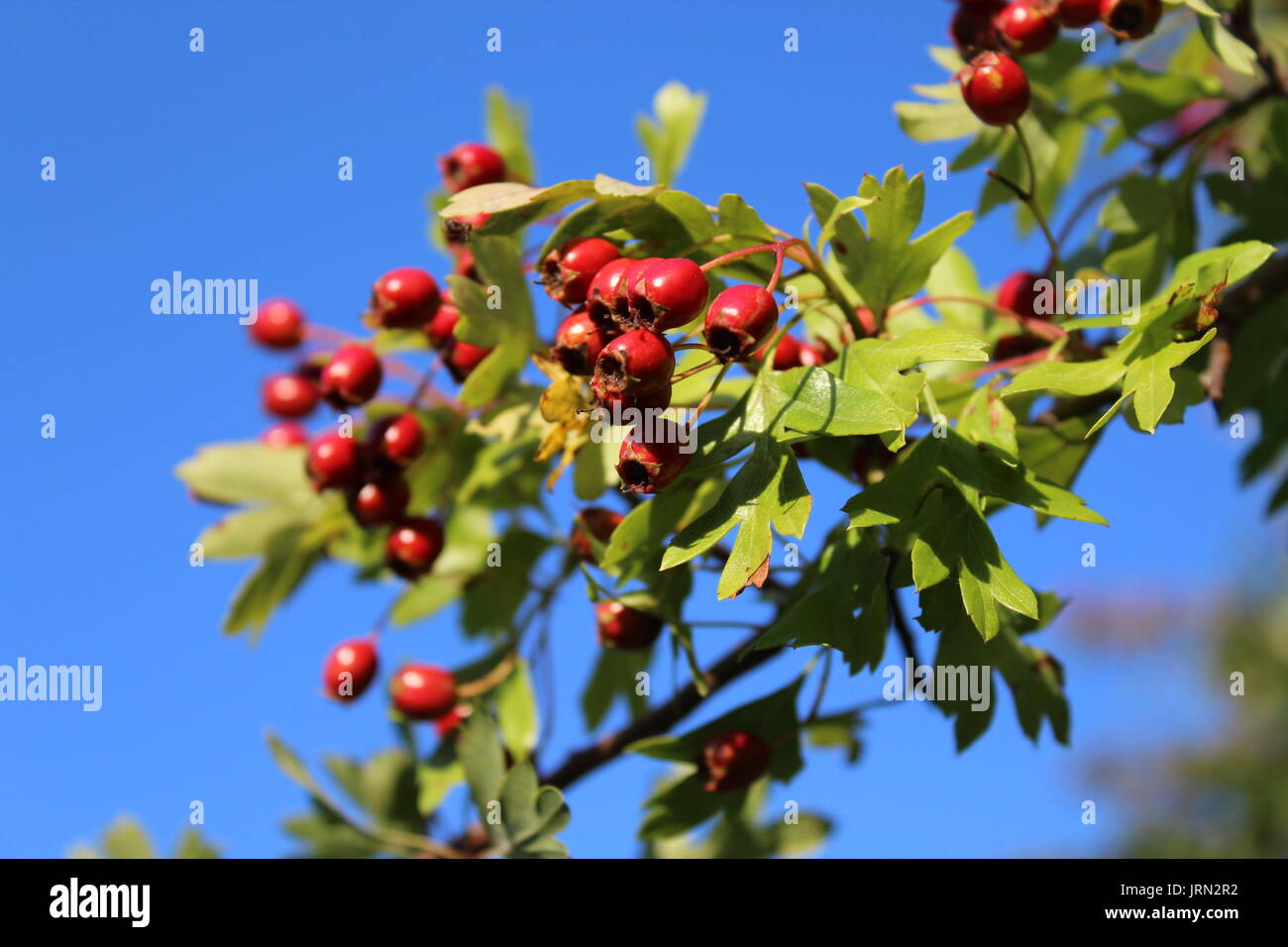 Hedgerow berries hi-res stock photography and images - Alamy