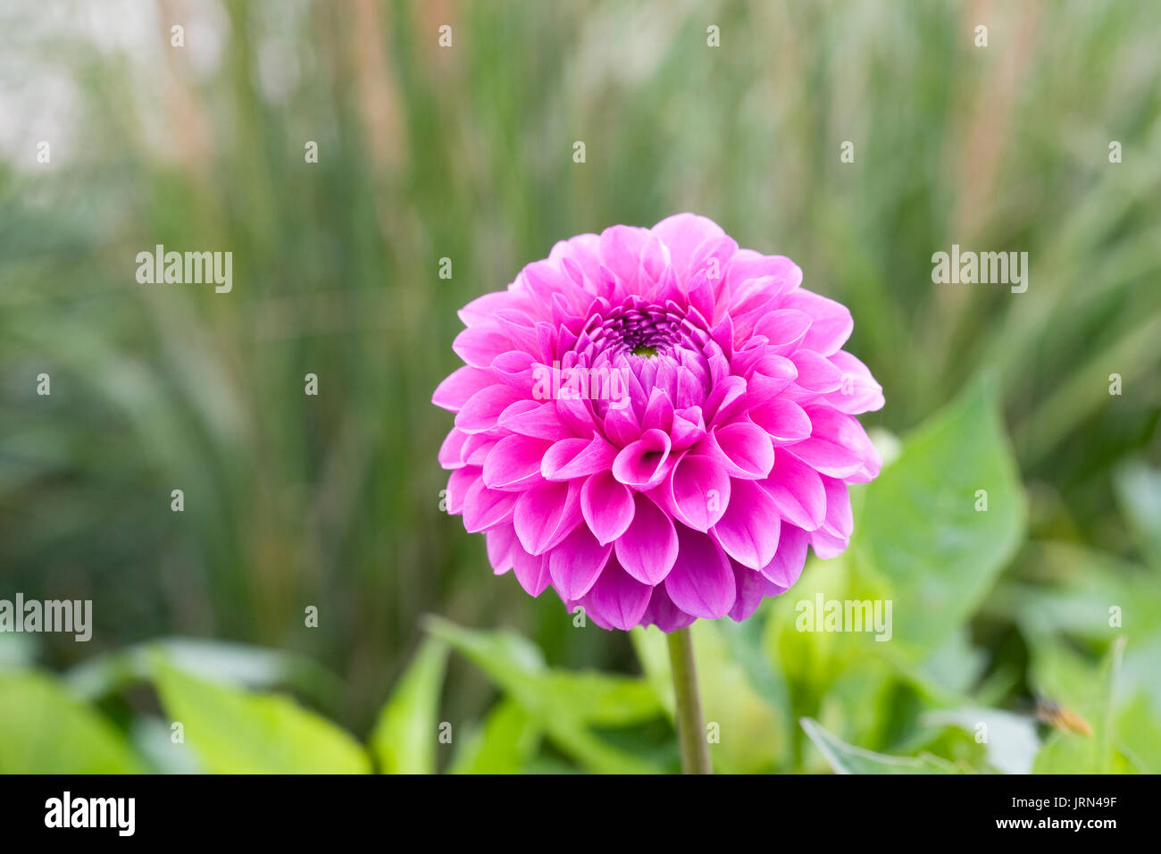 Pink dahlia flower in the garden. Stock Photo