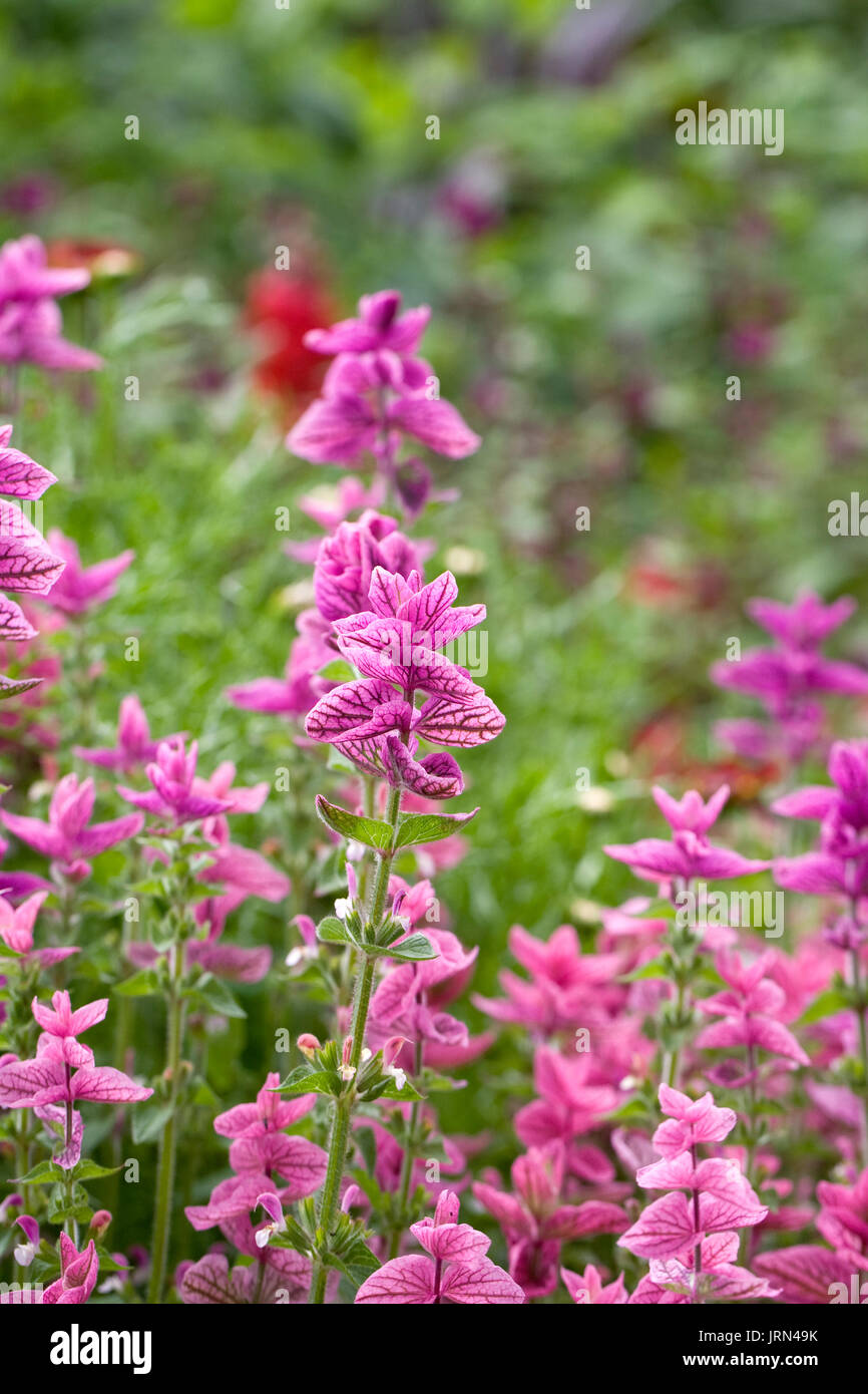 Salvia viridis. Painted sage flowers. Stock Photo