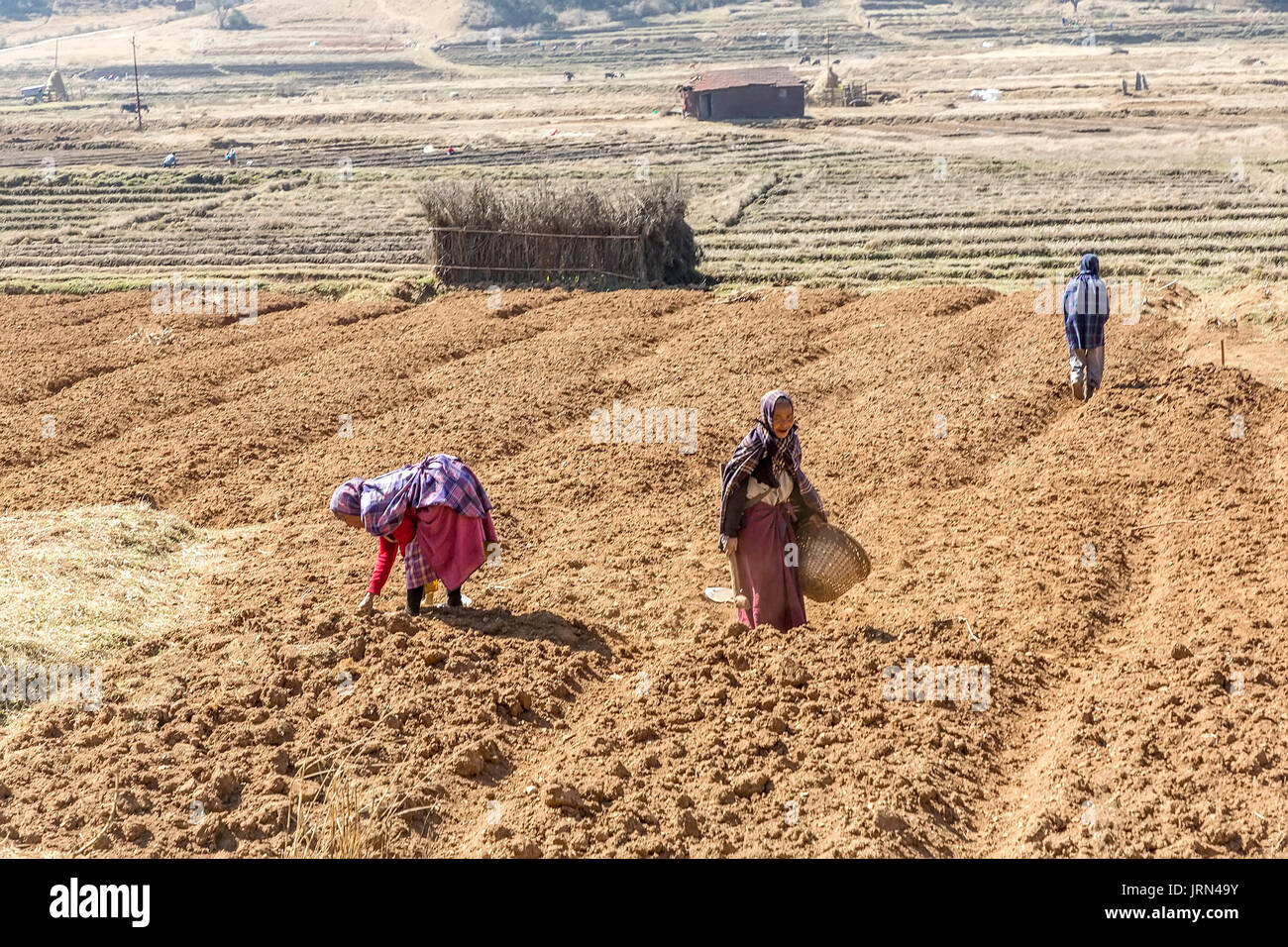 Women working in fields, Meghalaya, India Stock Photo