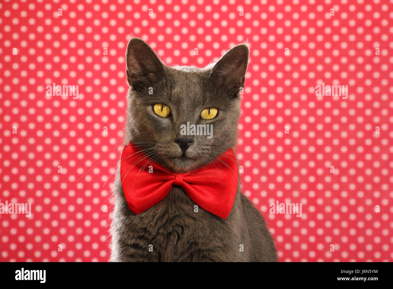 domestic cat, blue, with a red tie Stock Photo Alamy