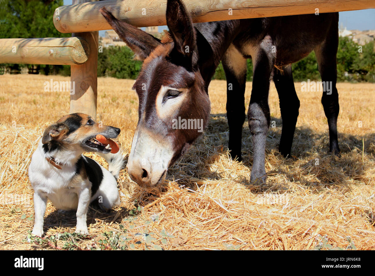 donkey and jack russell, dog holding a carrot close to a donkey head Stock Photo