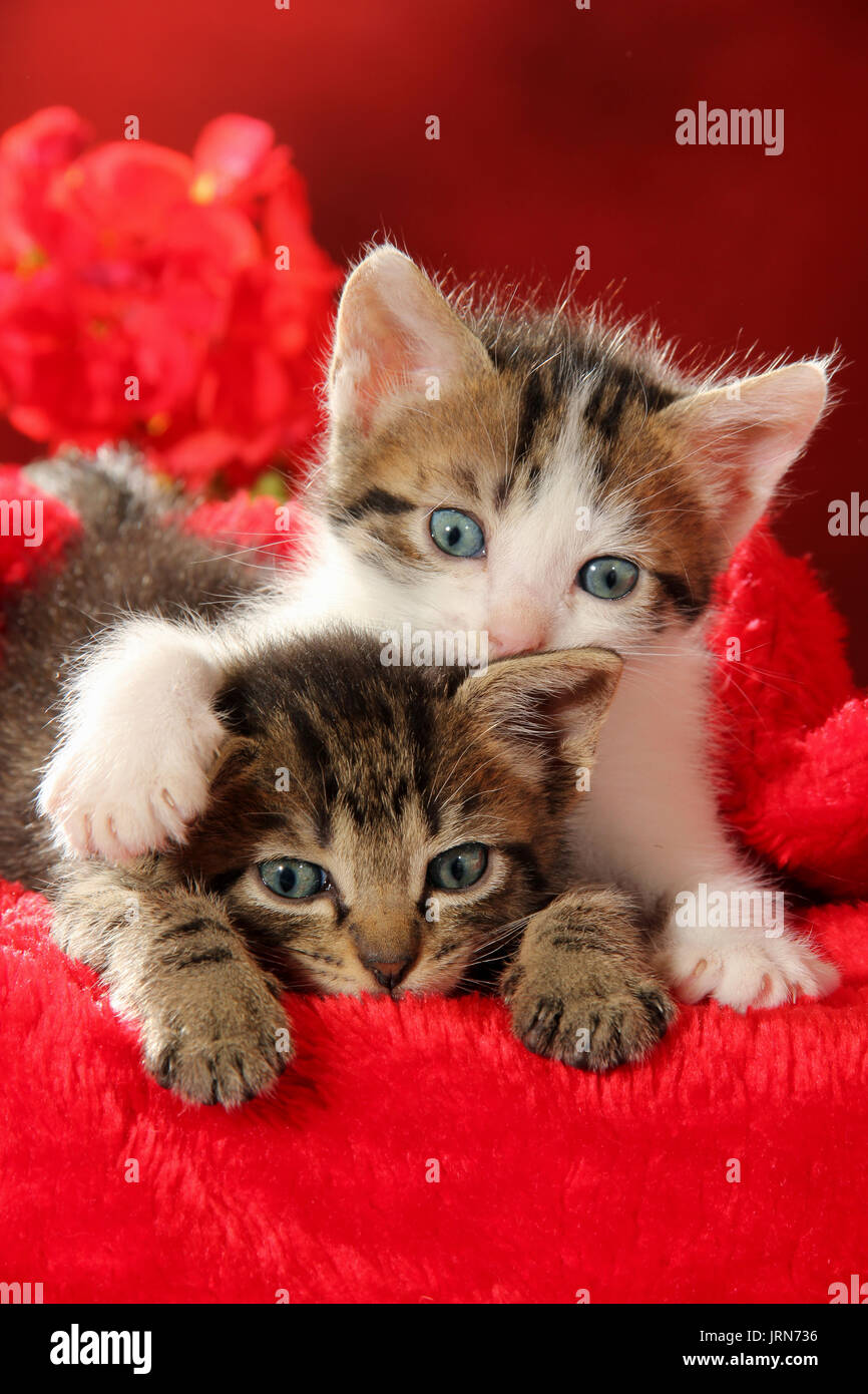 two kittens, 7 weeks old, black tabby and black tabby white, lying on red velvet and cuddling Stock Photo