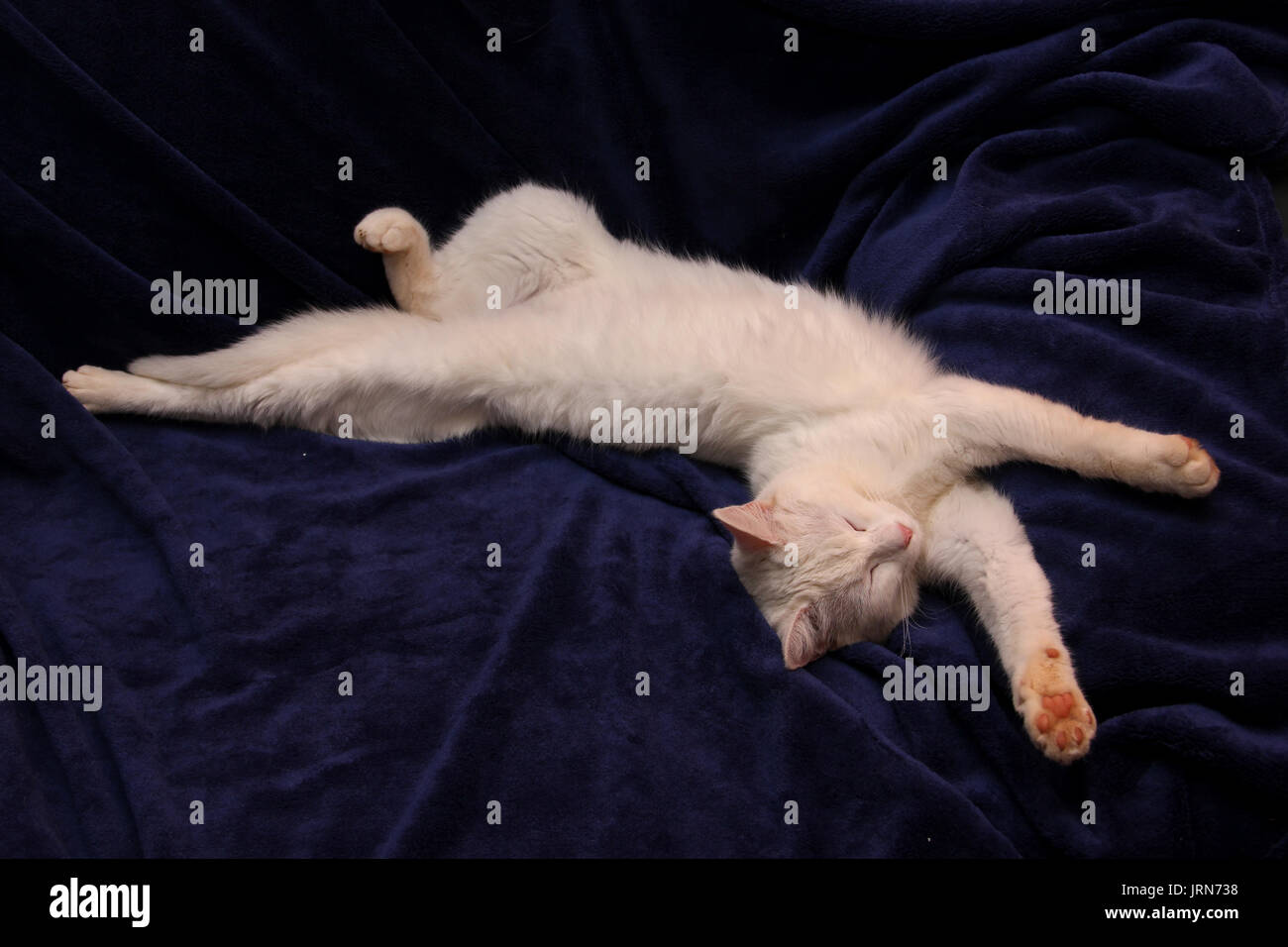domestic cat, white, sleeping, stretching long Stock Photo