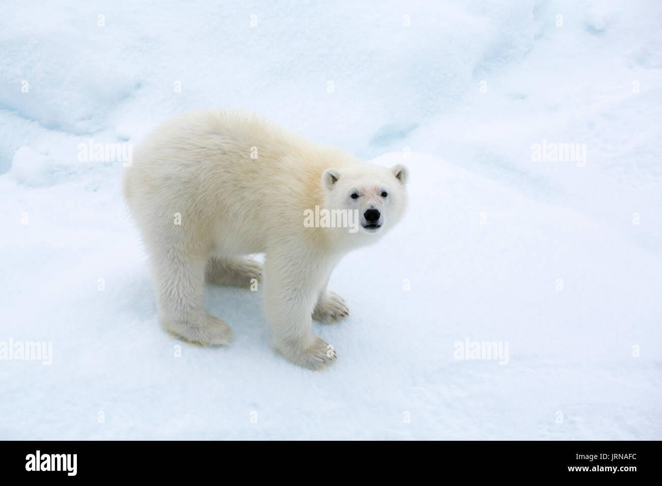 A young polar bear cub in the actic sea ice in svalbard Stock Photo