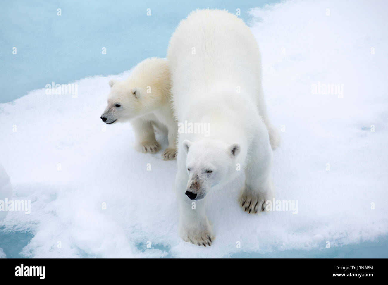 A mother polar bear with her cub on the arctic sea ice in Svalbard ...