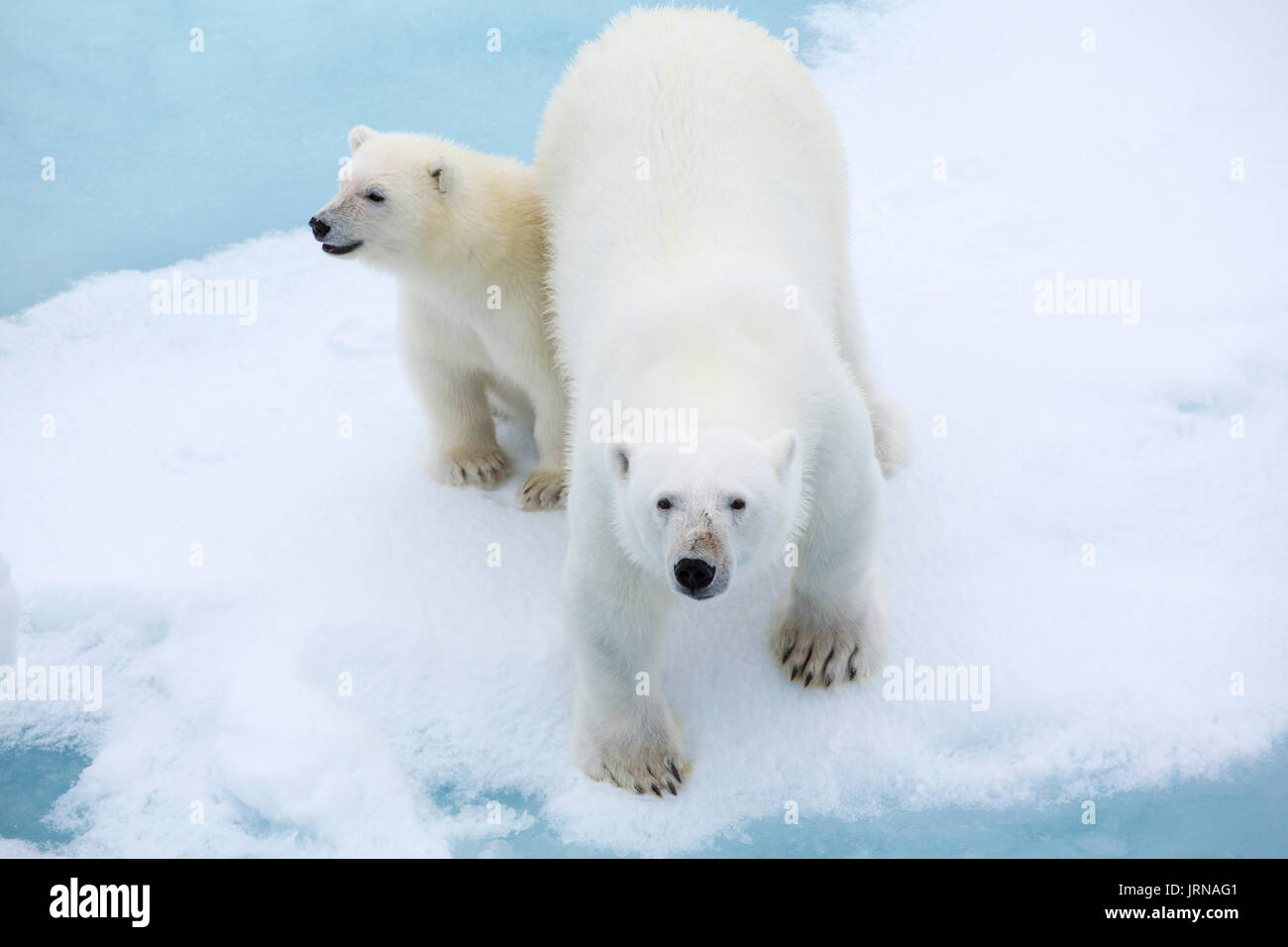 A mother polar bear with her cub on the arctic sea ice in Svalbard ...